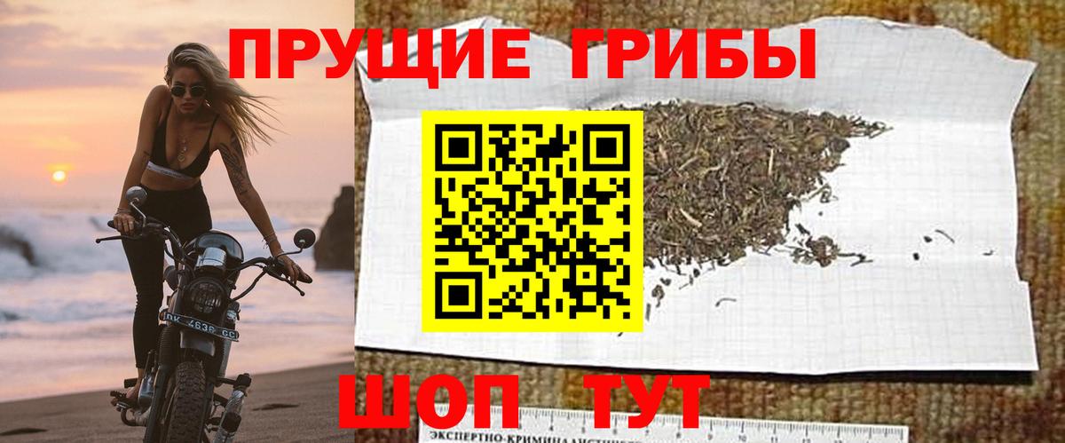 Галлюциногенные грибы Psilocybe Каменск-Шахтинский